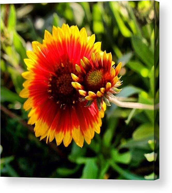Canoncameras Acrylic Print featuring the photograph #photooftheday , #flowergram by Tony Martinez
