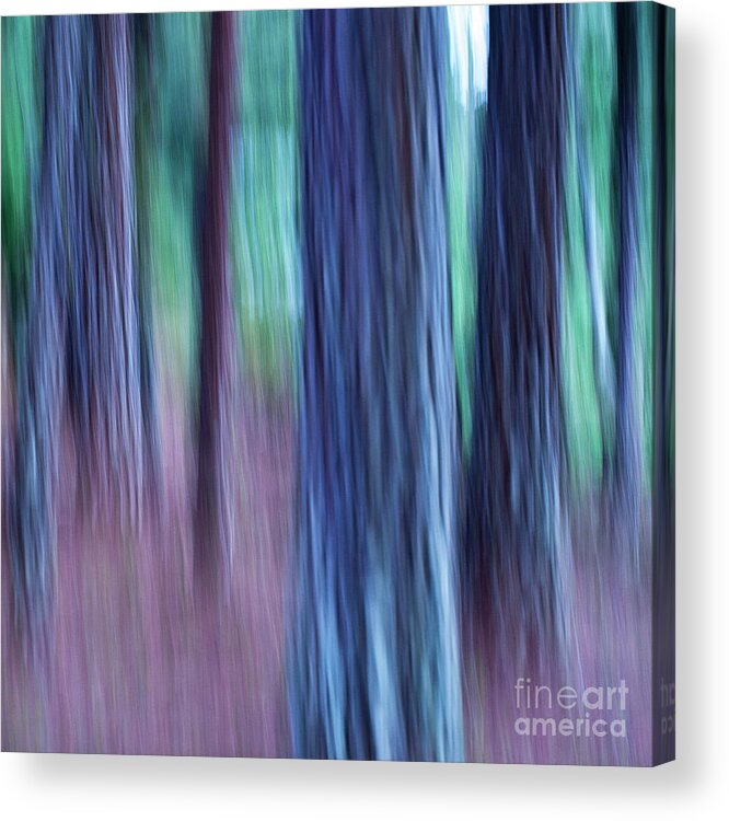 Abstract Acrylic Print featuring the photograph Pine Trees by Heiko Koehrer-Wagner