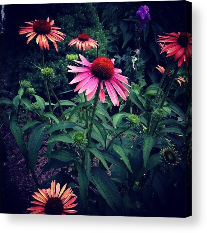 Coneflower Acrylic Print featuring the photograph Pink And Orange by Frank J Casella