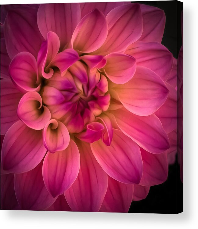 Dahlia Acrylic Print featuring the photograph Pink Dahlia by Linda Villers