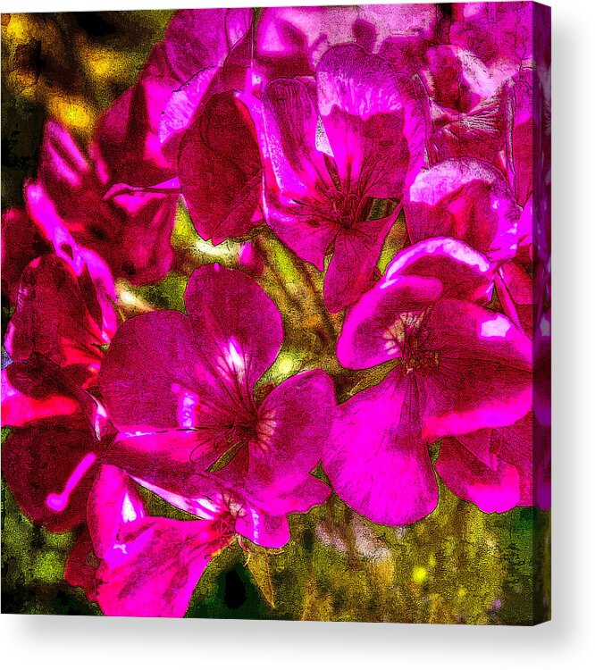 Pink Acrylic Print featuring the photograph Pink Flowers Lustre by Chris McKenna