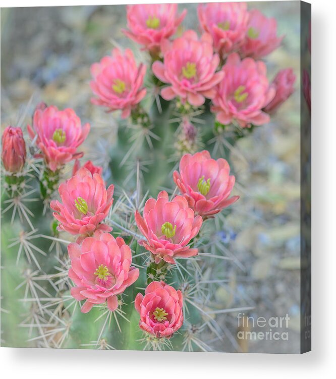 Pink Cactus Flower Acrylic Print featuring the photograph Pink Hegehog Cactus by Tamara Becker