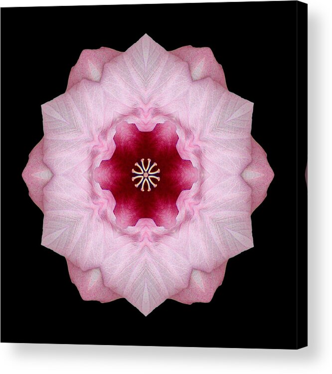 Flower Acrylic Print featuring the photograph Pink Hibiscus I Flower Mandala by David J Bookbinder