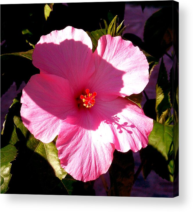 Digital Art Acrylic Print featuring the photograph Pink by Jean Wolfrum