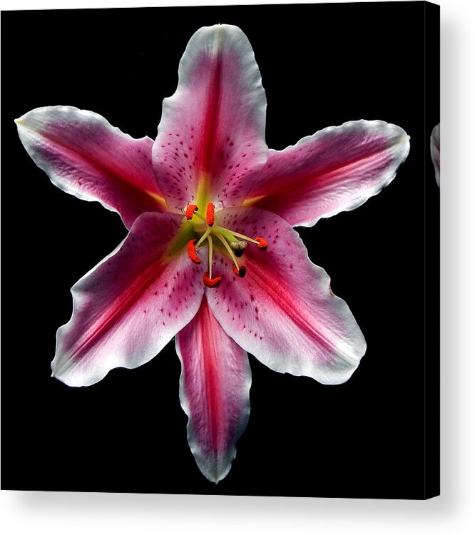 Flowers Acrylic Print featuring the photograph Pink Lily Still Life Flower Art Poster by Lily Malor