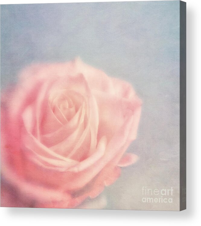 Lensbaby Acrylic Print featuring the photograph pink moments I by Priska Wettstein