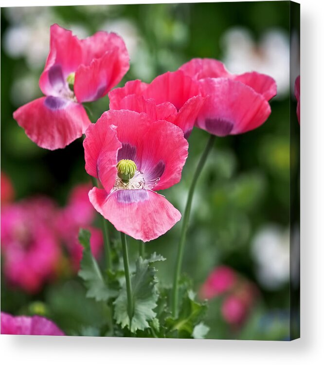 Poppy Acrylic Print featuring the photograph Pink Poppies by Rona Black
