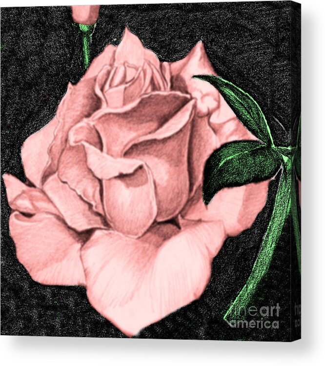 Rose Acrylic Print featuring the drawing Pink Rose by Bill Richards