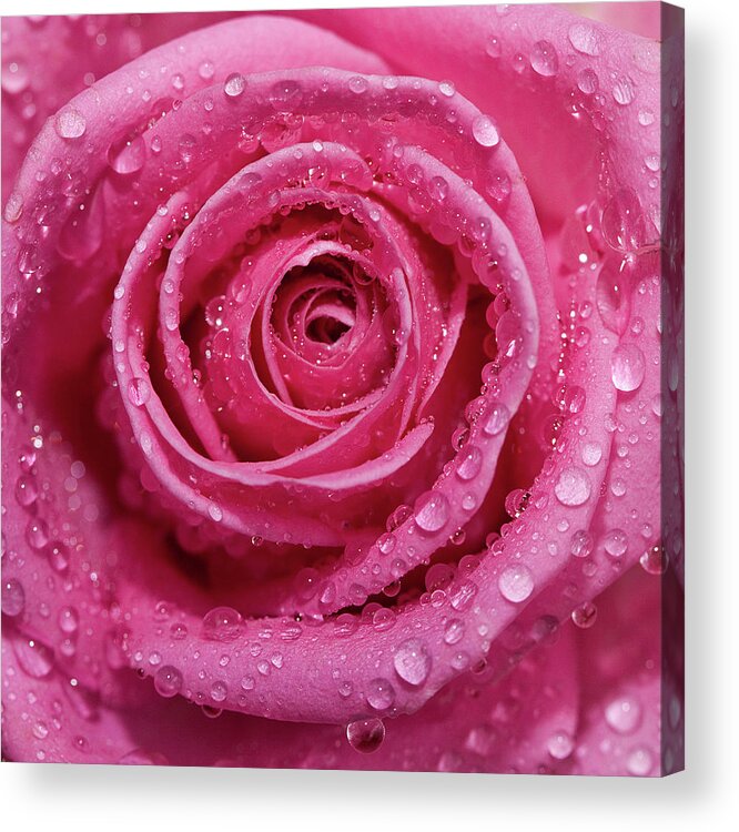 Pink Rose Petals With Raindrops Acrylic Print By Kim Haddon Photography
