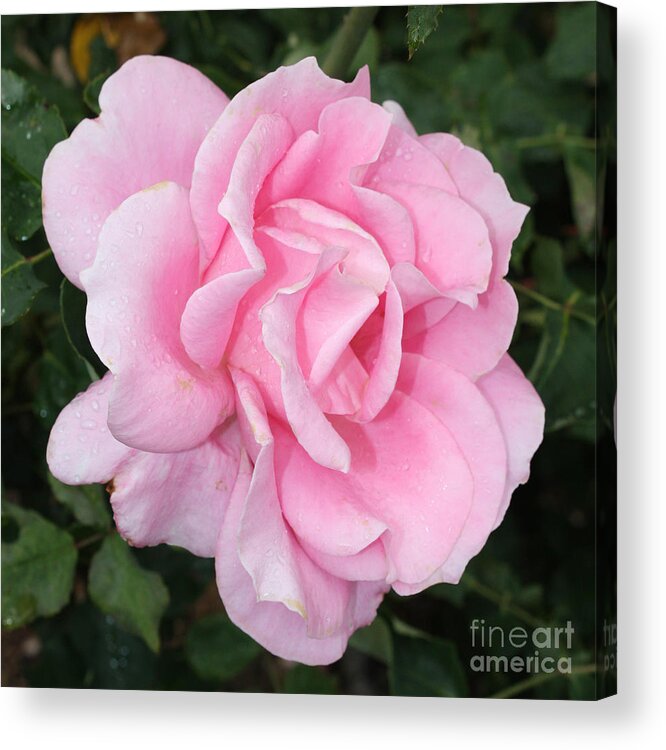 Pink Acrylic Print featuring the photograph Pink Rose Square by Carol Groenen