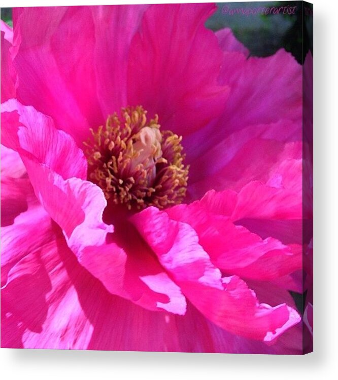 Annasgardens Acrylic Print featuring the photograph Pinkiliciousness Frills! My Bright Pink by Anna Porter