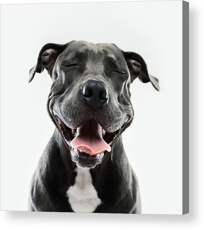 Pets Acrylic Print featuring the photograph Pitbull dog portrait with human expression by SensorSpot
