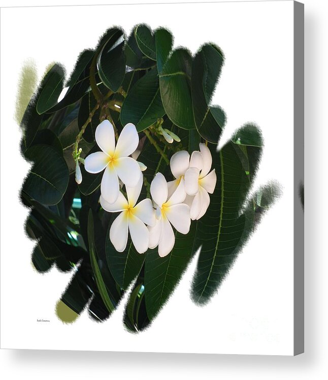 Hawaii Flowers Acrylic Print featuring the photograph Plumeria by Scott Cameron