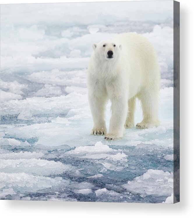 Vertebrate Acrylic Print featuring the photograph Polar Bear by Kencanning