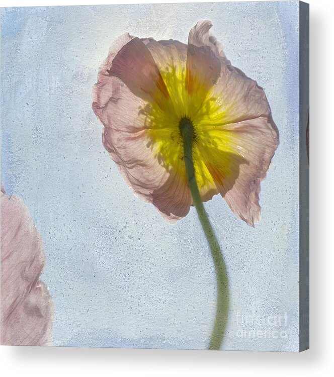 Poppies Acrylic Print featuring the photograph Poppies in the Wind by Carole Lloyd