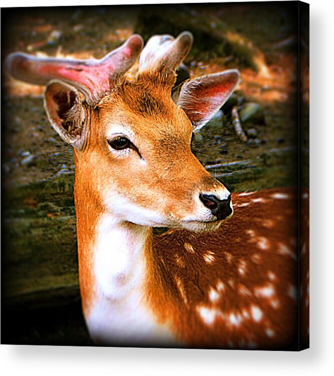  Deer Acrylic Print featuring the photograph Portrait Male Fallow Deer by Femina Photo Art By Maggie