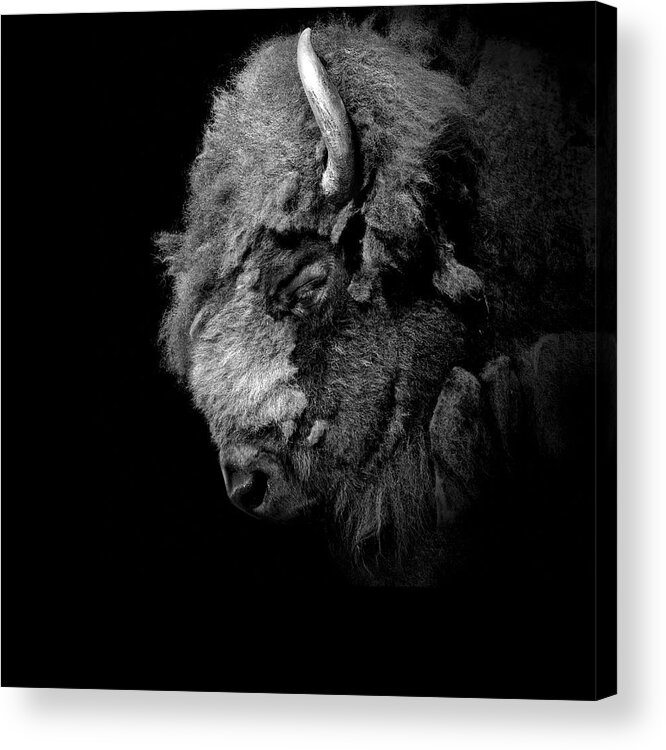 Buffalo Acrylic Print featuring the photograph Portrait of Buffalo in black and white by Lukas Holas