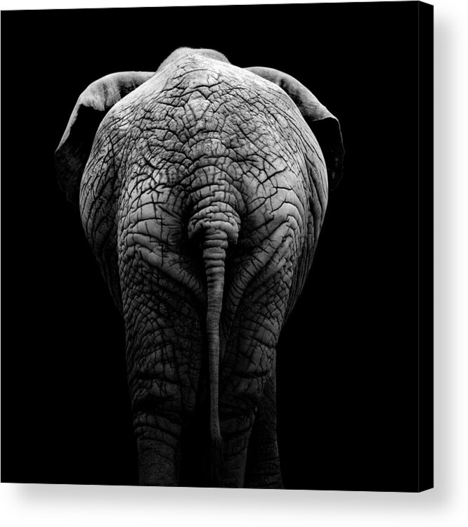 Elephant Acrylic Print featuring the photograph Portrait of Elephant in black and white II by Lukas Holas