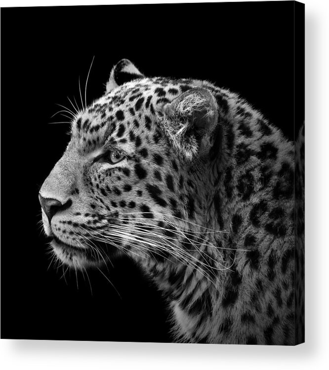 Leopard Acrylic Print featuring the photograph Portrait of Leopard in black and white III by Lukas Holas