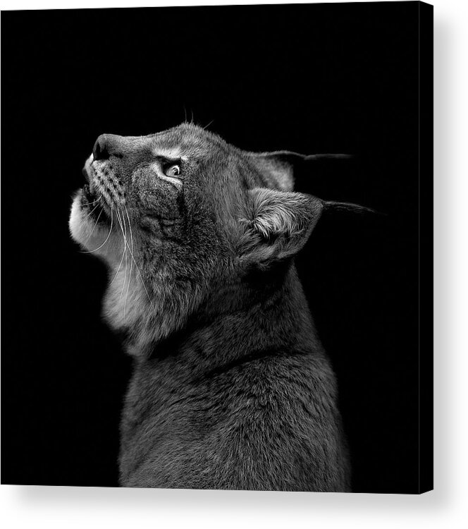 Lynx Acrylic Print featuring the photograph Portrait of Lynx in black and white by Lukas Holas