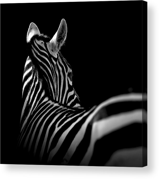 #faatoppicks Acrylic Print featuring the photograph Portrait of Zebra in black and white II by Lukas Holas