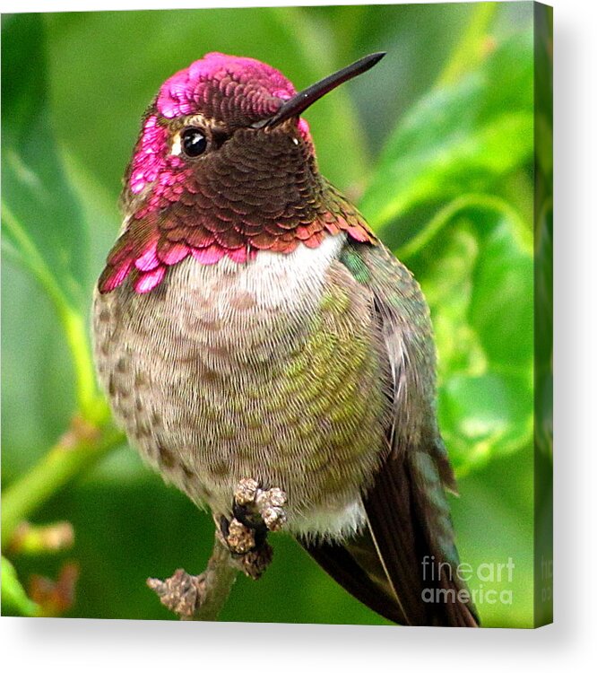 Anna's Hummingbird Acrylic Print featuring the photograph Posing For You by Marilyn Smith