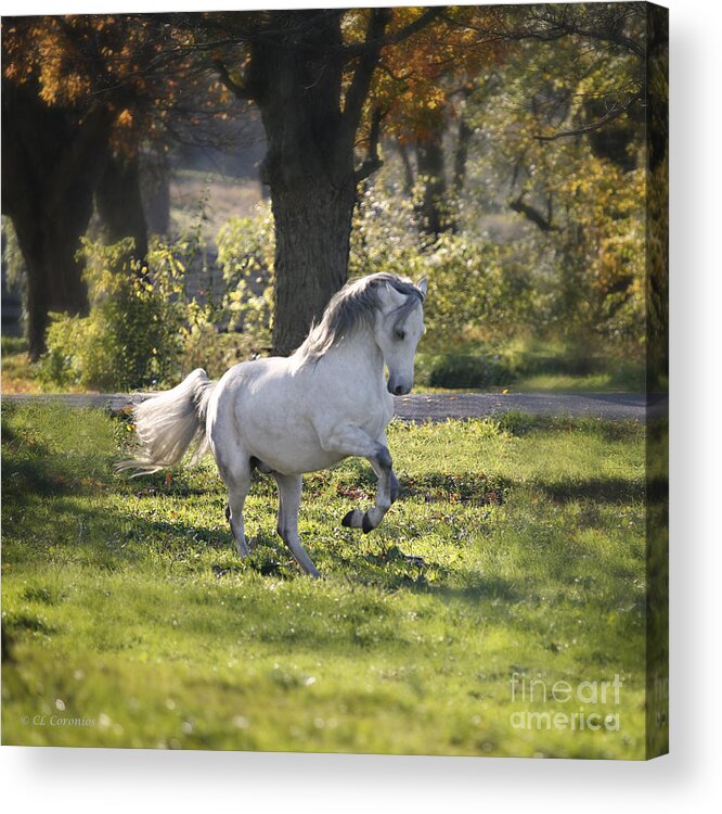 Horse Acrylic Print featuring the photograph Practicing Levade by Carol Lynn Coronios