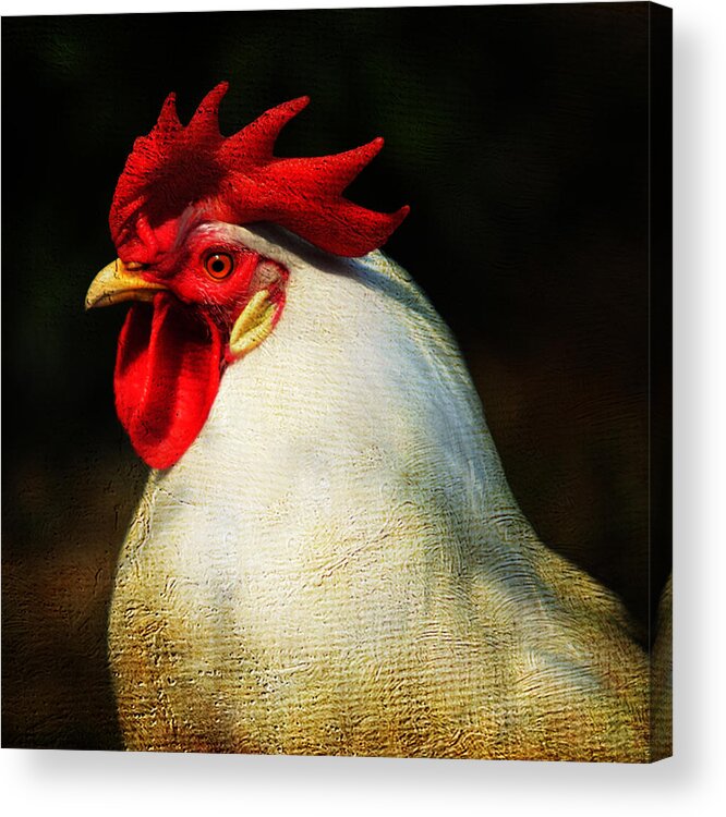 Cock Acrylic Print featuring the photograph Pride by Jenny Rainbow