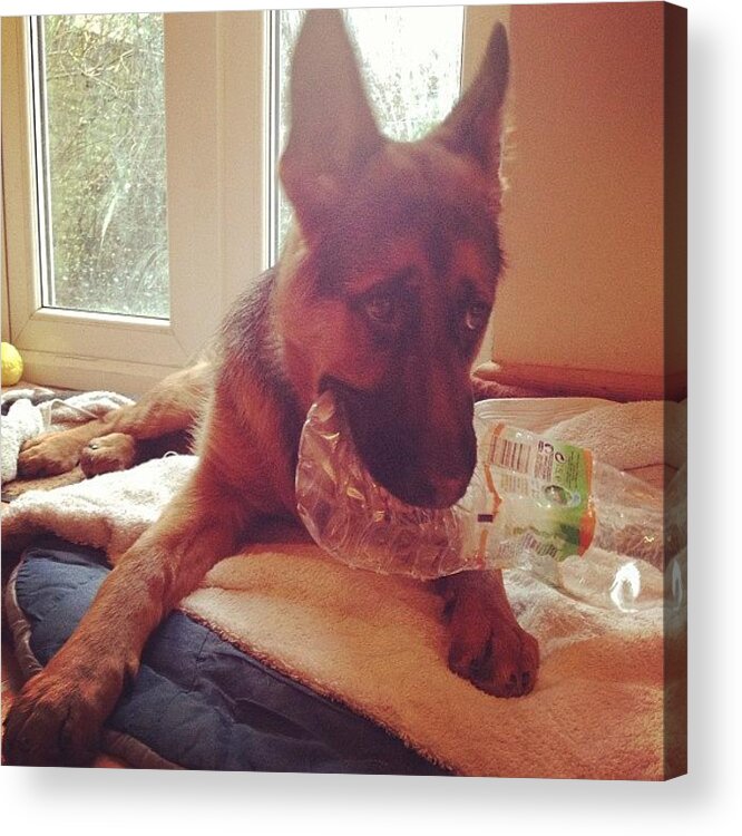 Petstagram Acrylic Print featuring the photograph Prince 7months #gsd #gsdlove #german by Sean OCallaghan