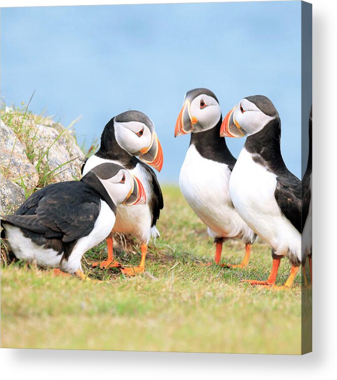 Grass Acrylic Print featuring the photograph Puffin Pow-wow by Mlorenzphotography