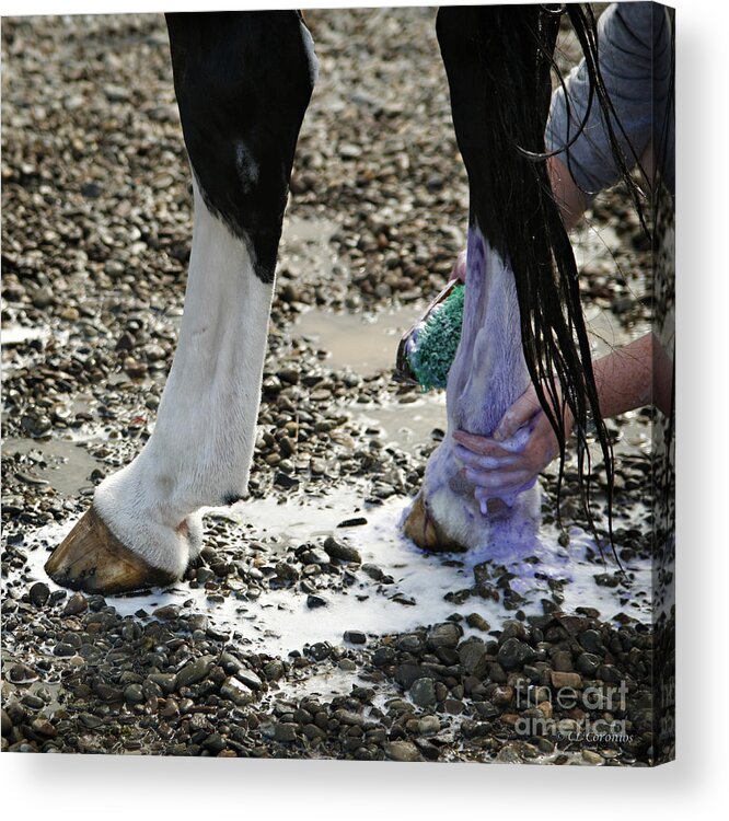 Horse Acrylic Print featuring the photograph Purple and Green equals White by Carol Lynn Coronios