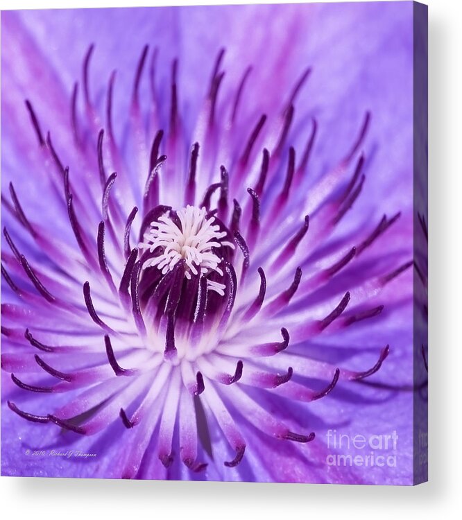 Clematis Acrylic Print featuring the photograph Purple Clematis by Richard J Thompson 