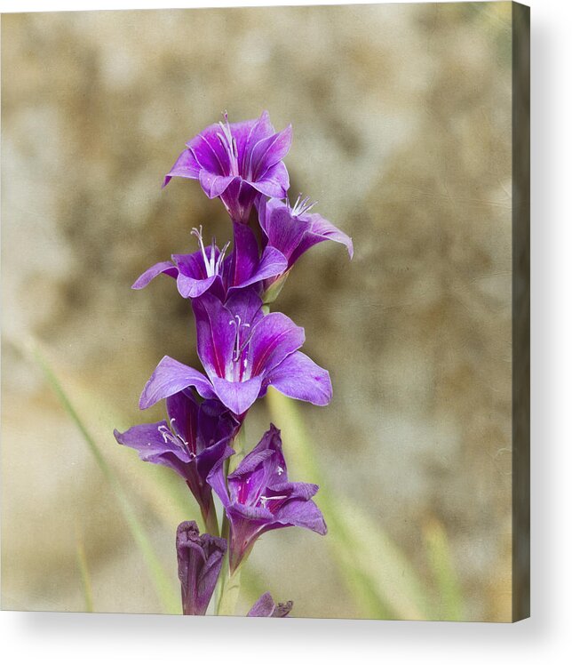 Gladiolus Acrylic Print featuring the photograph Purple Elegance by Kim Hojnacki