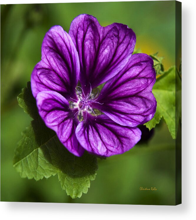 Hollyhock Acrylic Print featuring the photograph Purple Flower Hollyhock by Christina Rollo