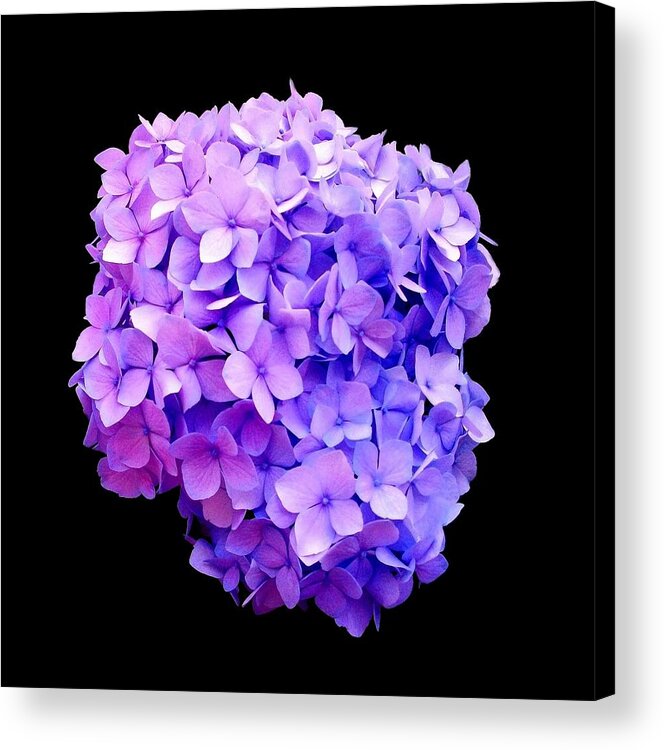 Photography Acrylic Print featuring the photograph 'Purple Hydrangea Bloom' by Liza Dey