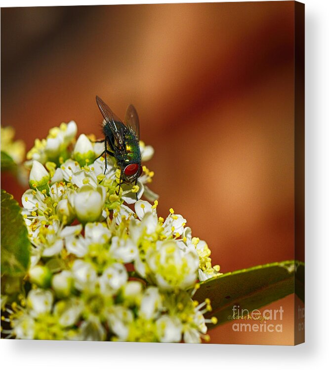 Bush Acrylic Print featuring the photograph Pyracantha and Fly by Karen Slagle