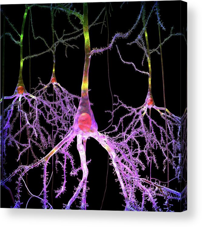 Pyramidal Cell Acrylic Print featuring the photograph Pyramidal Nerve Cells by Russell Kightley
