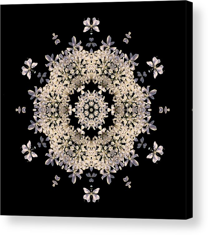 Flower Acrylic Print featuring the photograph Queen Anne's Lace Flower Mandala by David J Bookbinder