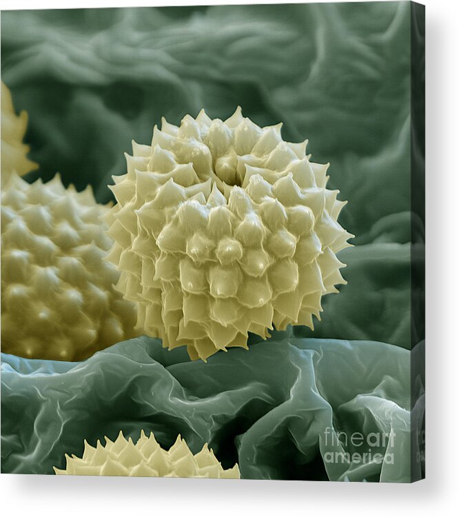 Allergen Acrylic Print featuring the photograph Ragweed Pollen by Eye of Science