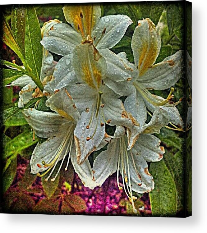 Plant Acrylic Print featuring the photograph Rainy Day Today by Amara Pullen
