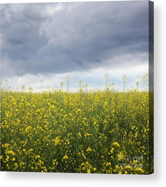 Agriculture Acrylic Print featuring the photograph Rapeseed flower field with storm clouds by Sandra Cunningham