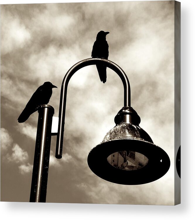 Ravens Acrylic Print featuring the photograph Ravens Above The Light by Eric Tressler