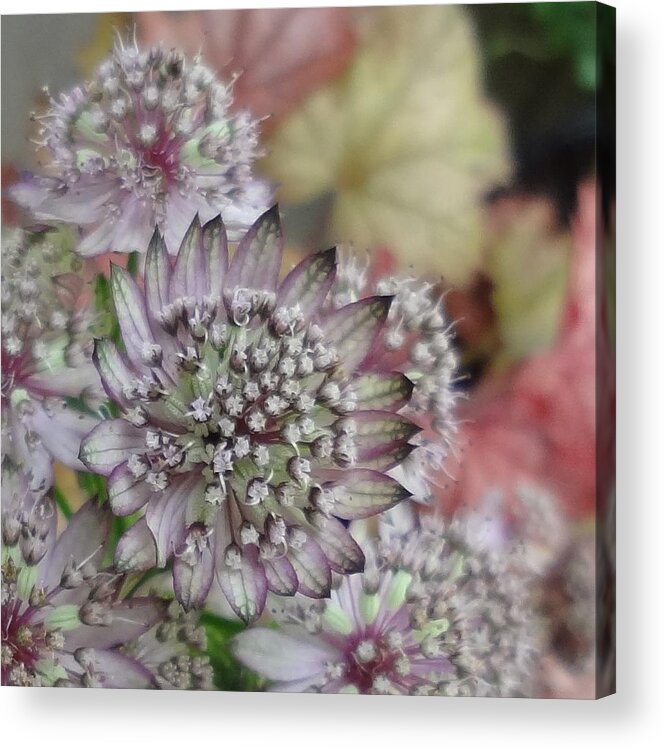 Flowers Acrylic Print featuring the photograph Recollection by Catherine Arcolio