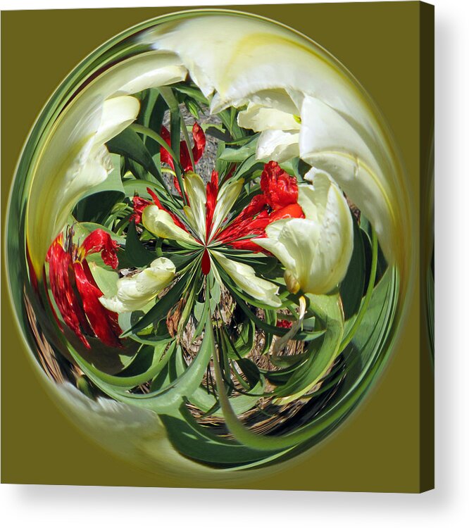 Perspective Acrylic Print featuring the photograph Red and White Tulips by Tikvah's Hope