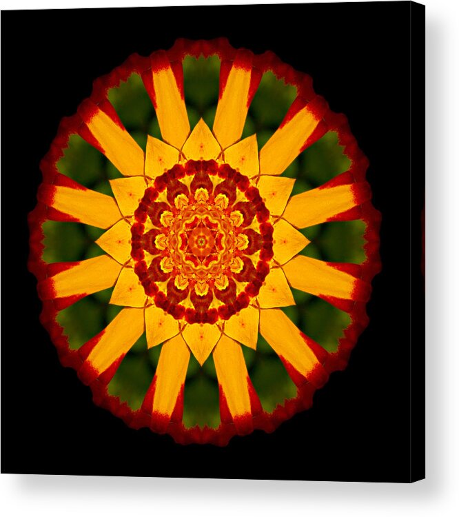 Flower Acrylic Print featuring the photograph Red and Yellow Marigold V Flower Mandala by David J Bookbinder
