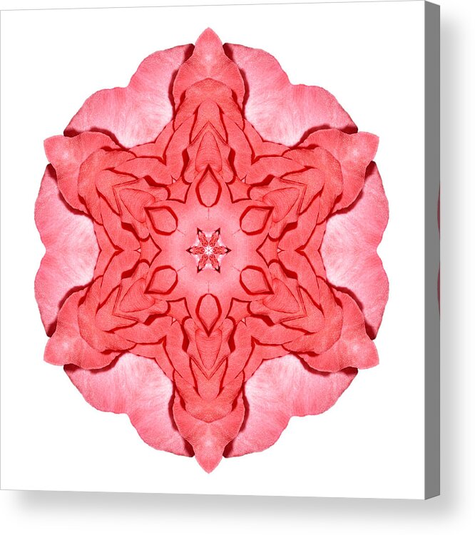 Flower Acrylic Print featuring the photograph Red Begonia II Flower Mandala White by David J Bookbinder