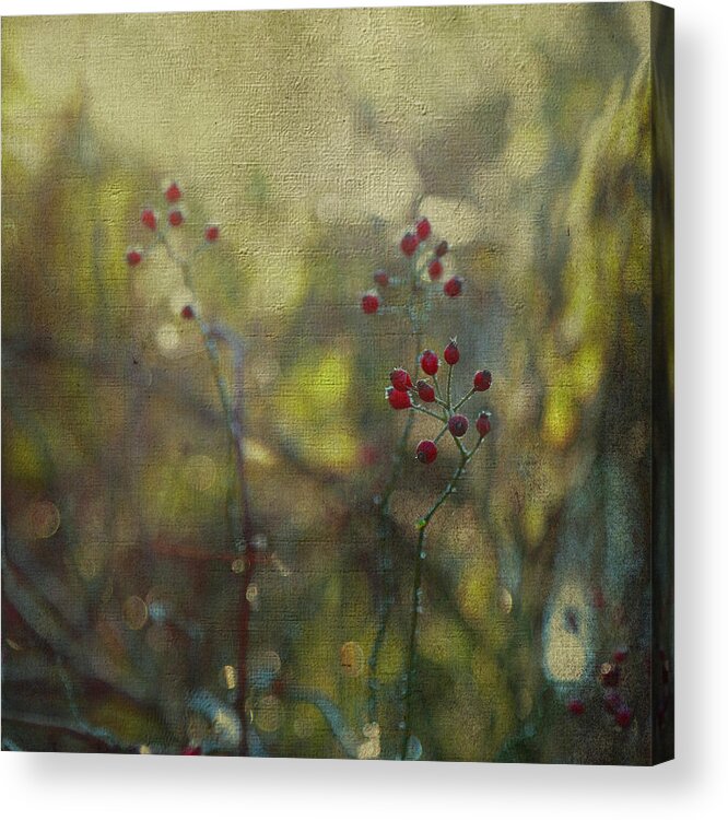 Red Acrylic Print featuring the photograph Red Berries on Green After Frost by Brooke T Ryan