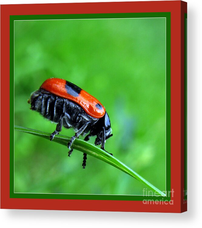 Red Bug Acrylic Print featuring the photograph Red Bug by Daliana Pacuraru