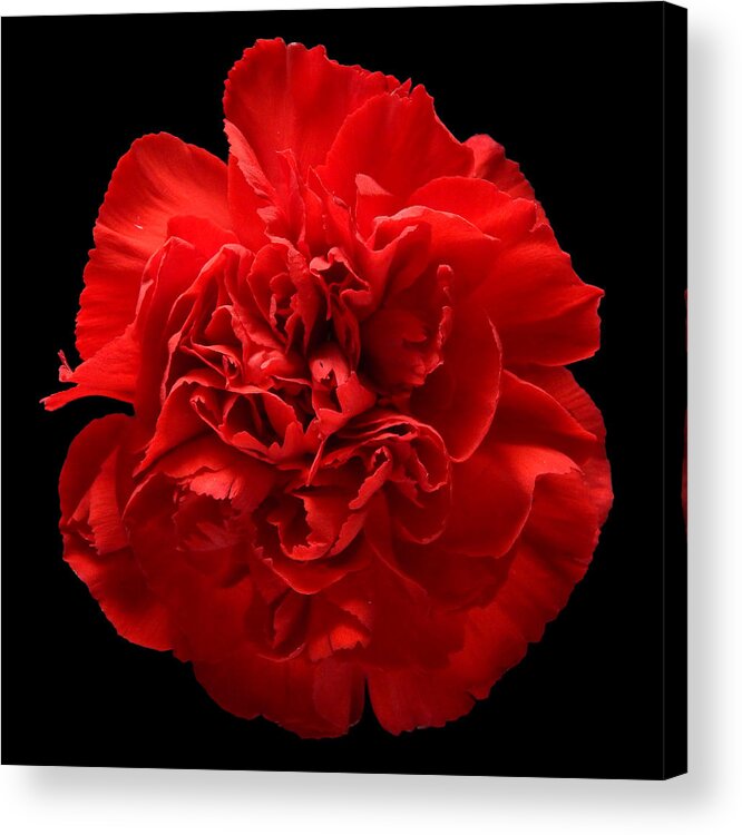 Flowers Acrylic Print featuring the photograph Red Carnation Still Life Flower Art Poster by Lily Malor