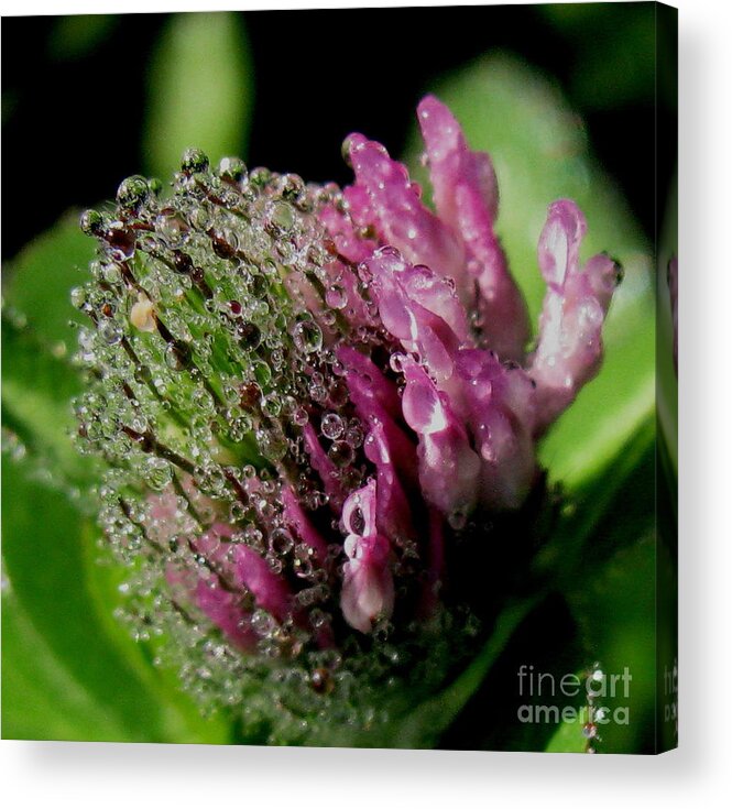 Clover Acrylic Print featuring the photograph Red clover by Fred Sheridan
